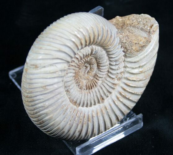 Perisphinctes Ammonite - Jurassic #7378